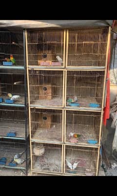 love birds and cage urgent sale