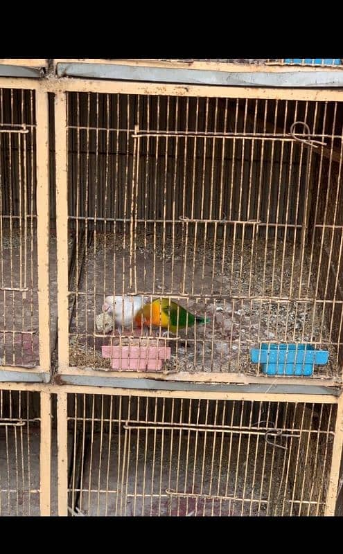 love birds and cage urgent sale 1