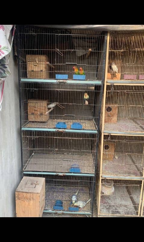 love birds and cage urgent sale 3