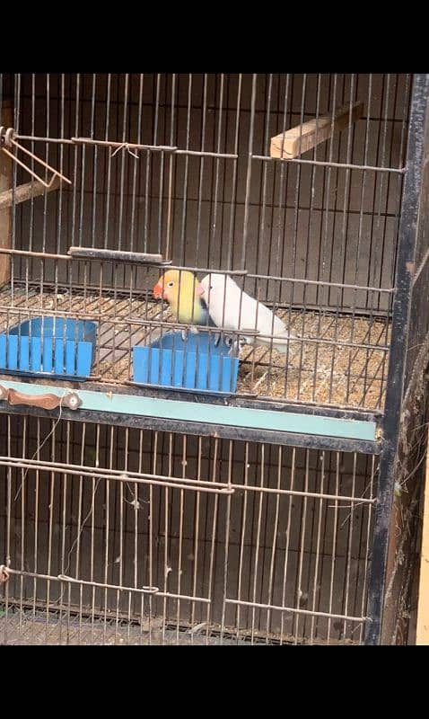 love birds and cage urgent sale 4