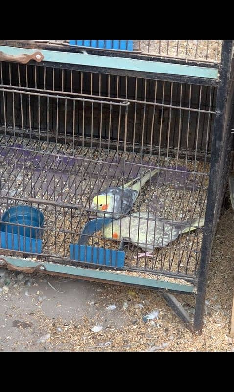 love birds and cage urgent sale 5