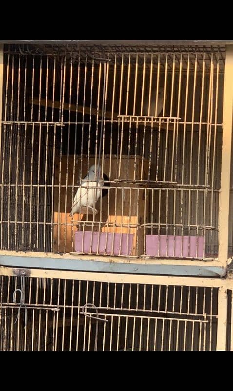 love birds and cage urgent sale 6