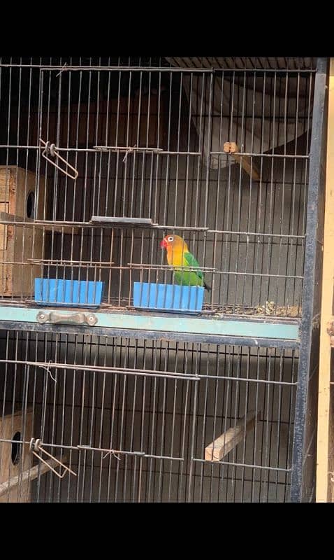 love birds and cage urgent sale 7