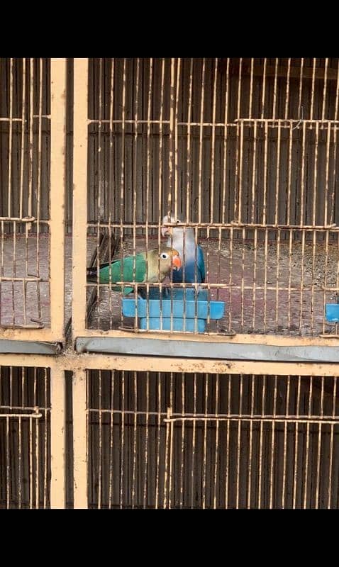 love birds and cage urgent sale 8