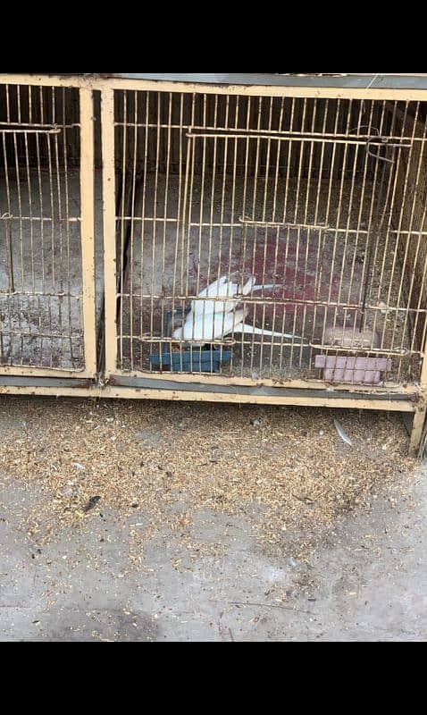 love birds and cage urgent sale 9