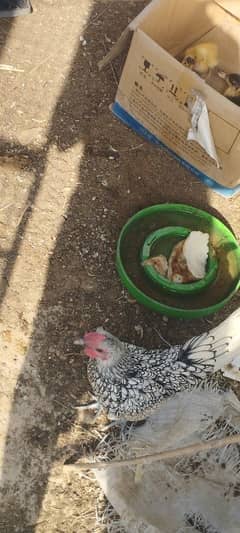 Seabright hen for sale