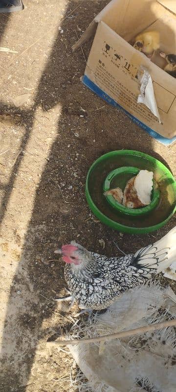 Seabright hen for sale 0