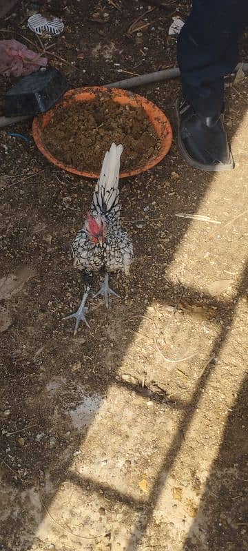 Seabright hen for sale 1