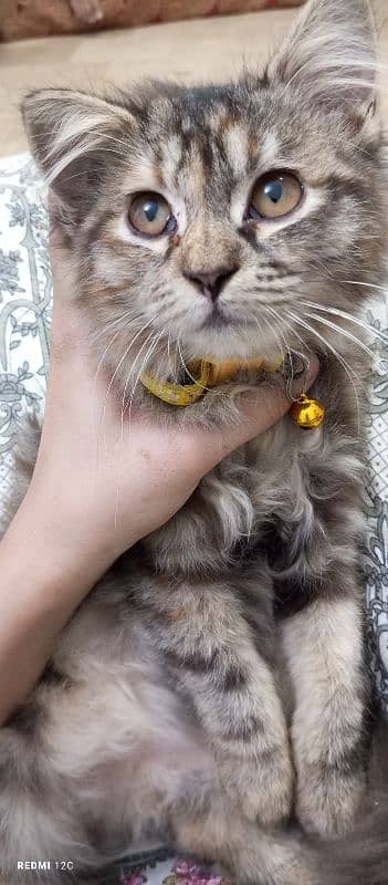 Female pure Persian kitten (Dolly) 13