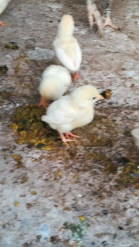 white heera chiks 1