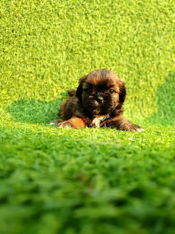 Exclusive Shihtzu puppies 8