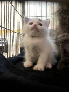 cat for sale/persian kitten/doll face cat/mix breed kitten