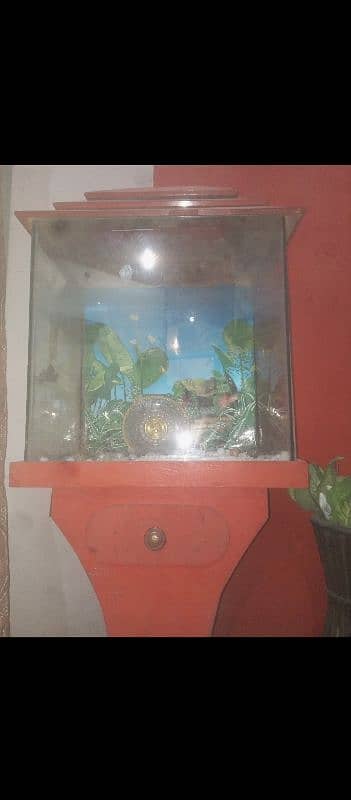 fish Aquarium 4