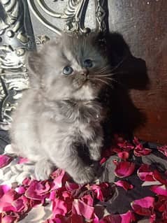 Persian kitten