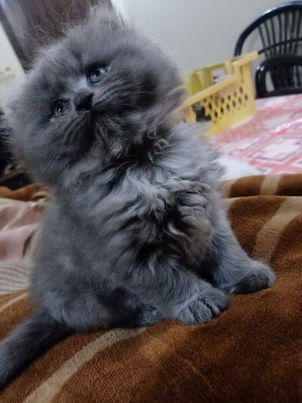 Persian kitten 1