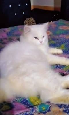 Persian male cats only for matting