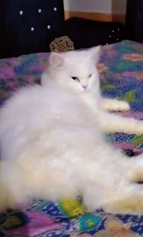 Persian male cats only for matting 0