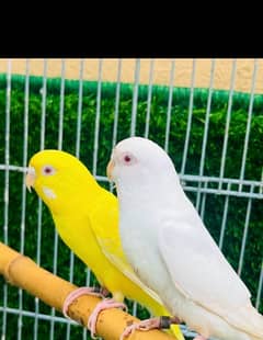 astalian red eye breeder h ak pair or ak cocktail female h total 3 h