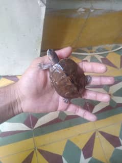 turtle for sale