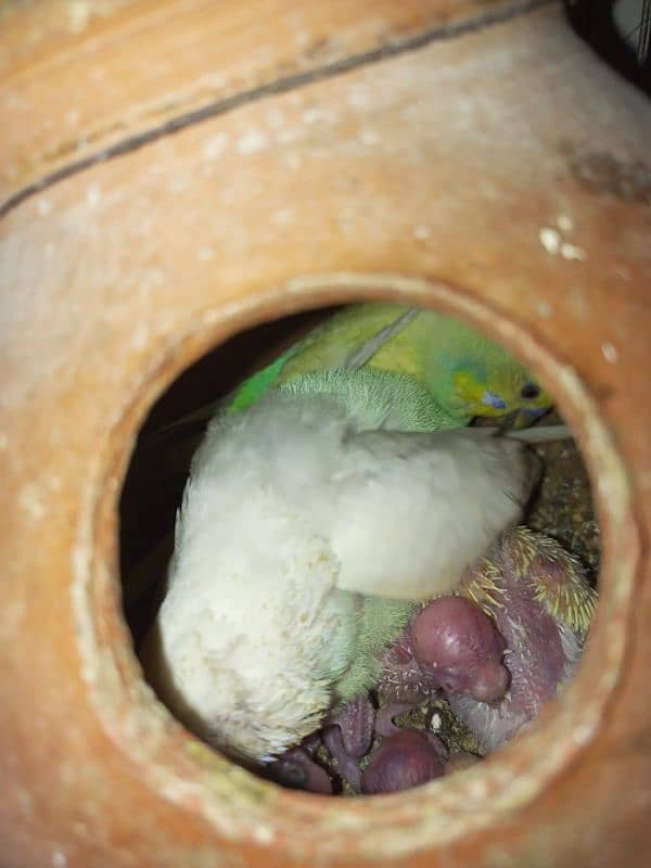 budgies parrot 2