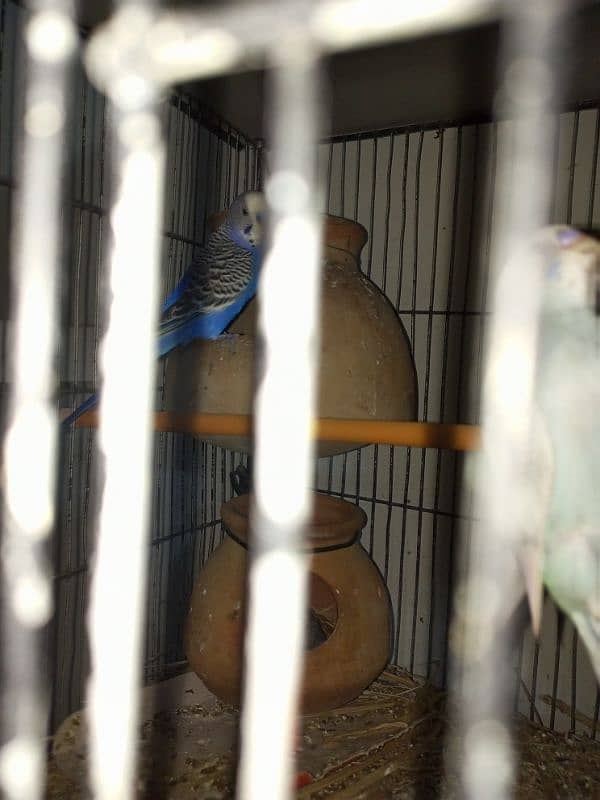 budgies parrot 3