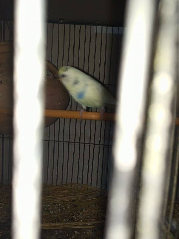 budgies parrot 4