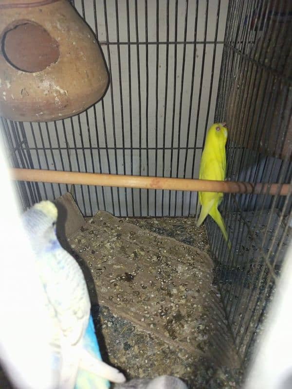 budgies parrot 5