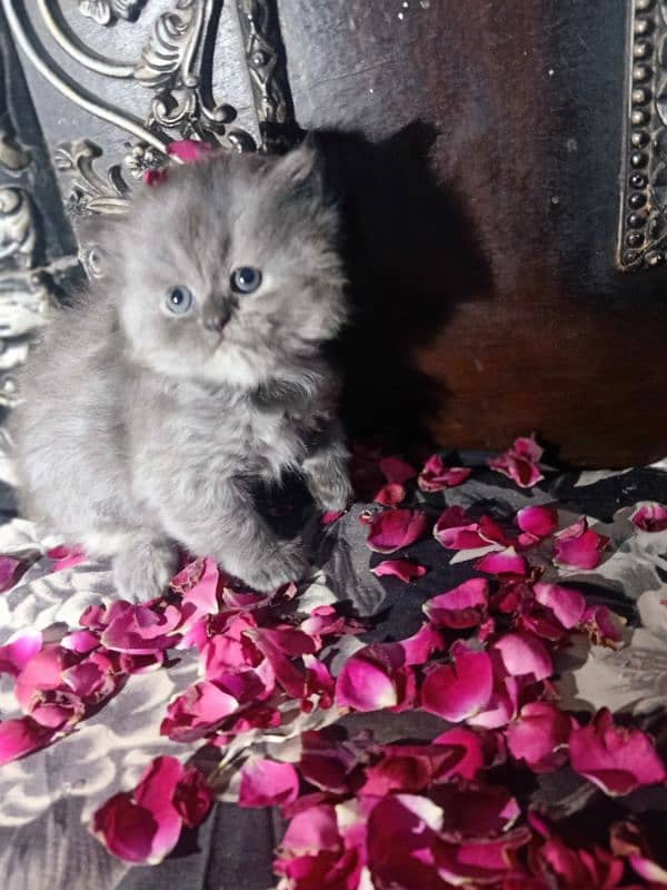 Persian kitten 2