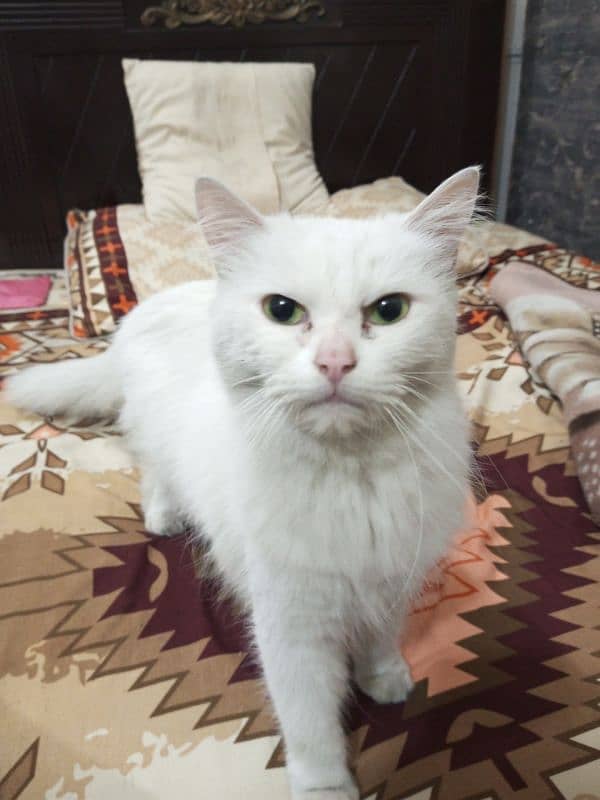 Persian cat 1