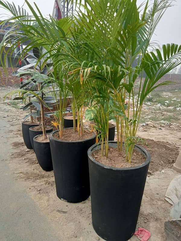 Best Indoore Plants 0