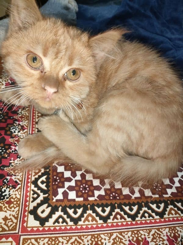 Persian brown cat 4 months old 3