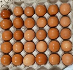 Lohman Brown eggs