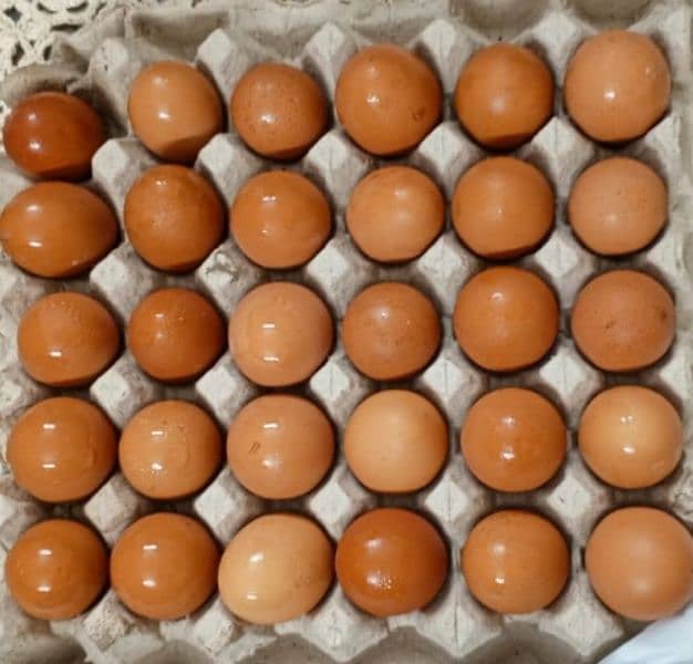 Lohman Brown eggs 0