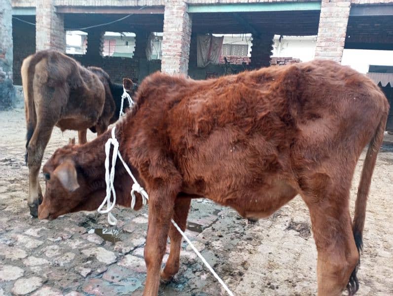 1 cow 2 month pregnant 3 kg milk 4 wachey 1 Wachi 2