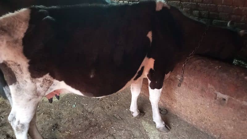 1 cow 2 month pregnant 3 kg milk 4 wachey 1 Wachi 4