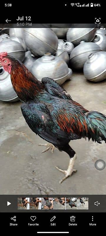 King Shamu chicks din 6 whatsapp 03249620583 0