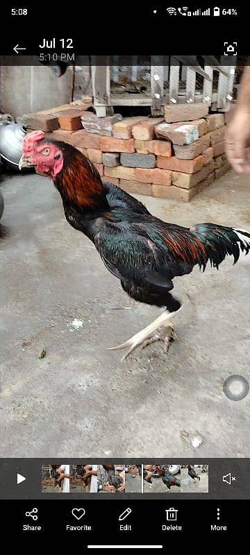 King Shamu chicks din 6 whatsapp 03249620583 1