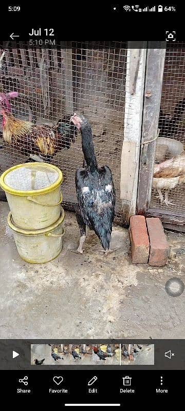 King Shamu chicks din 6 whatsapp 03249620583 2