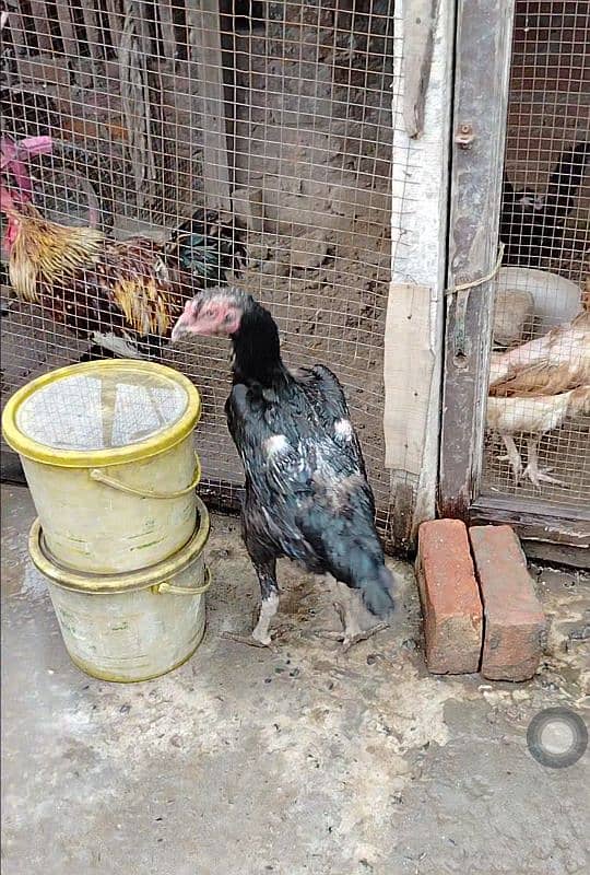 King Shamu chicks din 6 whatsapp 03249620583 4