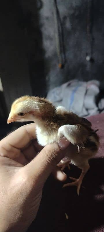 King Shamu chicks din 6 whatsapp 03249620583 6