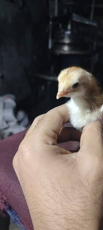 King Shamu chicks din 6 whatsapp 03249620583 7