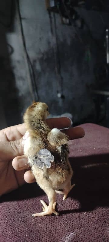 King Shamu chicks din 6 whatsapp 03249620583 8