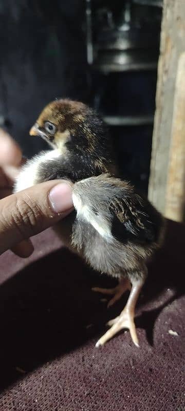 King Shamu chicks din 6 whatsapp 03249620583 11