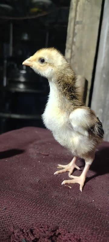 King Shamu chicks din 6 whatsapp 03249620583 12