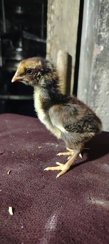 King Shamu chicks din 6 whatsapp 03249620583 13