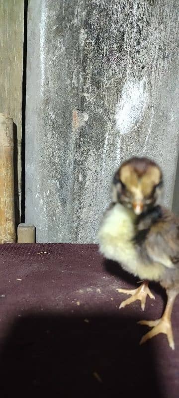 King Shamu chicks din 6 whatsapp 03249620583 14