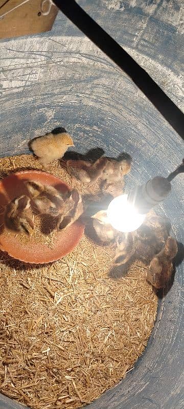 King Shamu chicks din 6 whatsapp 03249620583 15