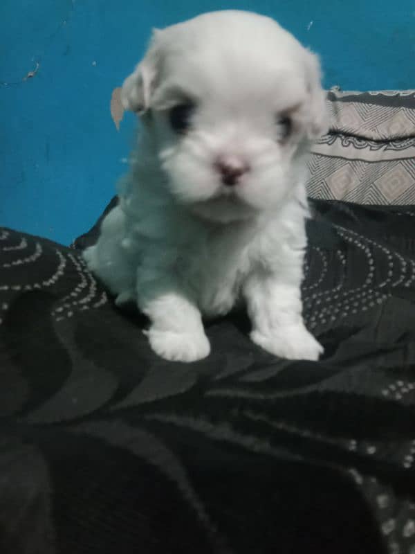 shihtzu toy breed punch face zero size pedigree line 4