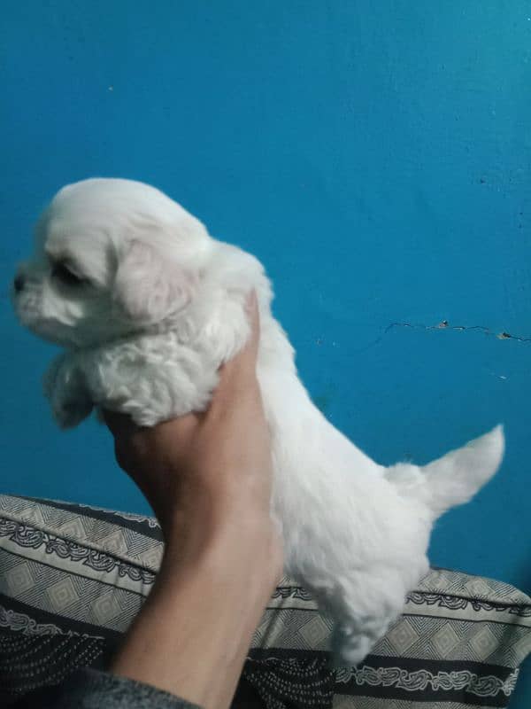 shihtzu toy breed punch face zero size pedigree line 7