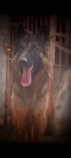 German shepherd